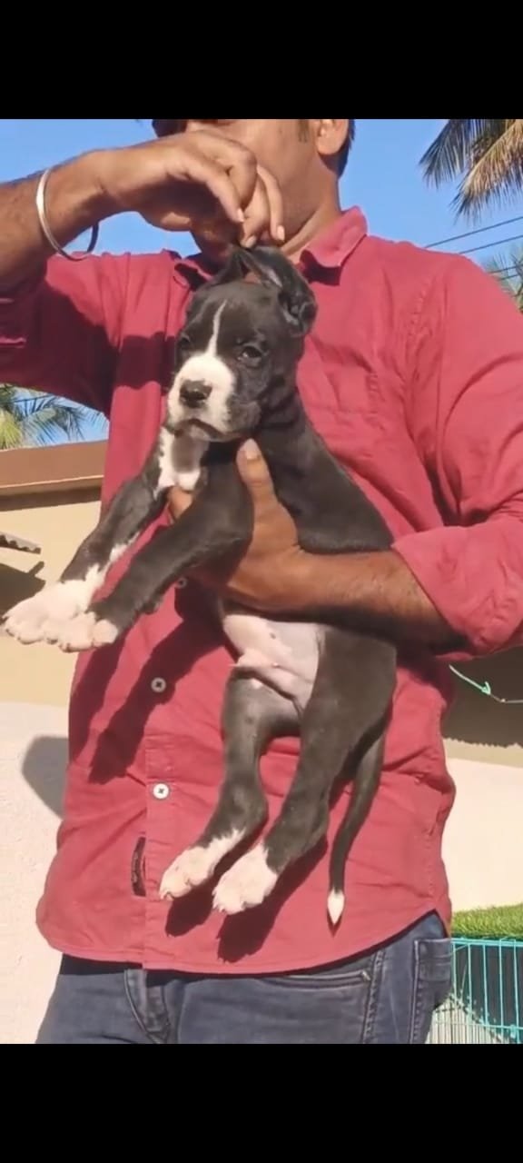 Buy Male Great Dane Puppy from Ahmedabad